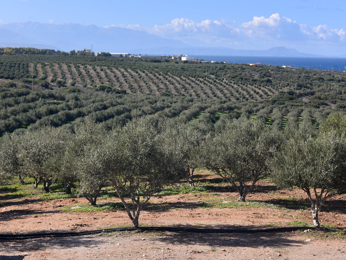 旬楽膳 有機EVオリーブオイル